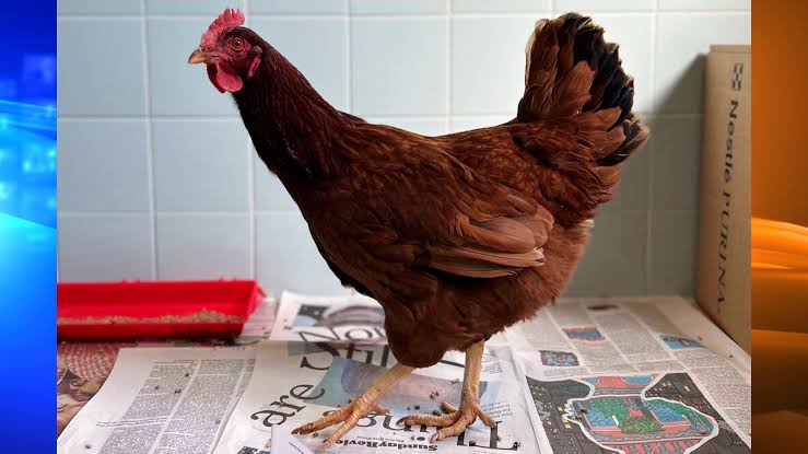  hen at Pentagon 