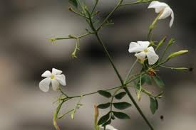 Image result for Jasminum grandiflorum