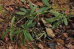 Image result for Tephrosia lupinifolia