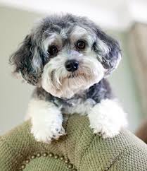 Malti poos require frequent human companionship. Maltipoo Breed Information