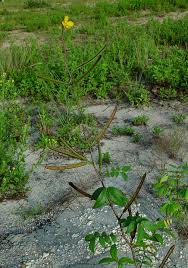 Image result for Senna occidentalis