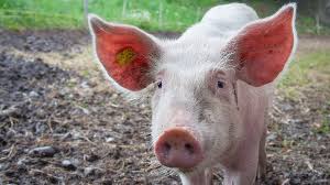 Which of the following animals did not appear in the boar princess. The Joy Of Pigs Pig Facts Nature Pbs