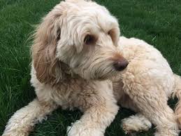 Goldendoodle Dog Breed Information And Personality Traits