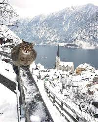 Pin By Aranka Szentesi On Teli Kepek Cats Adventure Cat Hallstatt