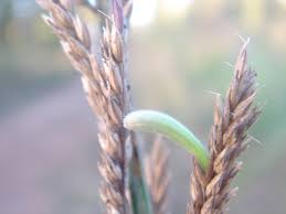 Image result for Arundinella