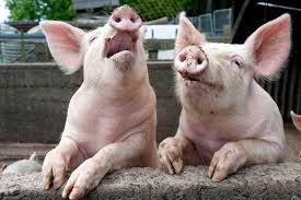 10 Of The Smartest Animals On Earth In 2020 Animals Doing Funny Things Pig Animals