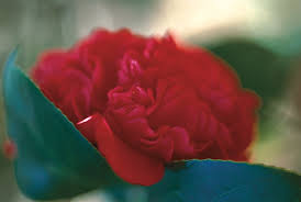 Camellia sasanqua is one of the loveliest fall flowers, graceful in form, tender in color and pleasing in their colors range from white to shell pink to rose to cherry red. Camellia Flower Guide Growing Pruning More Garden Design