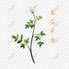 Which flowers represent love, hope, healing, loss, and good luck? Cartoon Medicinal Herbs White Flowers Png Image Psd File Free Download Lovepik 401334635