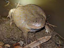 We recommend keeping their temperatures mid 70s to mid 80s. Budgett S Frog Lepidobatrachus Laevis Frog Weird Animals Amphibians