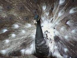 Bronze Progressive Pied Pretty Birds Peafowl Animals