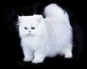 Chinchilla Persian Kittens - terharkpersians