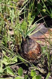 Image result for Basananthe sandersonii