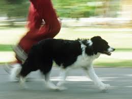 Leashes which are attached to your legs are not recommended for runners. How To Train Your Dog To Run With You Active