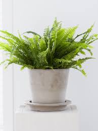 Image result for ledviník