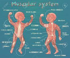 Nevertheless, the exact number is difficult to define. Human Muscular System For Kids Vector Color Cartoon Illustration Muscular System For Kids Human Muscular System Muscular System
