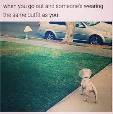 Check spelling or type a new query. 50 Of The Funniest Dog Memes Ever Bored Panda
