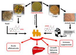 Aflatoxins are poisonous carcinogens and mutagens that are produced by certain molds (aspergillus flavus and aspergillus parasiticus) which grow in soil, decaying vegetation, hay, and grains. Controlling Aflatoxin Contamination And Propagation Of Aspergillus Flavus By A Soy Fermenting Aspergillus Oryzae Strain Scientific Reports