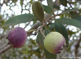 Image result for Syzygium cordatum ×  guineense
