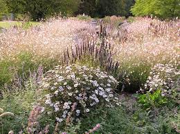 Pflanzen Fur Den Prariegarten Stauden Graser Zwiebelpflanzen Das Wilde Gartenblog Vom Faulen Gartnern Und Der Liebe Zu Allem Was Wachst Garten Pflanzen Stauden
