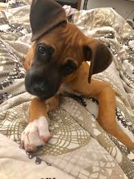 Which is the best great dane lab mix? Michelle Pfeifer On Twitter Vet We Believe Milo Is Actually A Boxer Great Dane Mix He S Going To Be Huge Me Um You Re Kidding Right Https T Co 1fh5ohg5mu