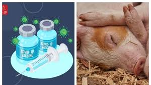 Vaksin dapat digunakan sampai 6 jam. Mengandung Babi Vaksin Astrazeneca Tetap Didistribusikan Ke Daerah