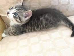 Grey And White Ginger Cats Grey And White Cat Grey Cat Breeds White Cat Breeds