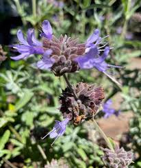 Image result for Salvia stenophylla