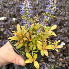 Image result for Ajuga