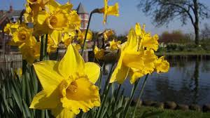 Fiori gialli piccoli simili ai narcisi : Prenditi Cura Di Narcisi E Gelsomini Generazione Post