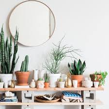 How to take care of a pencil cactus, aka euphorbia tirucalli, including placement and watering instructions and frequently asked questions regarding the thick, white sap the pencil cactus oozes when cut or snapped is a poisonous latex, but has been used in traditional medicine by many cultures. Pencil Cactus Care How To Grow Maintain Pencil Cactus Plants Apartment Therapy