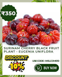 Image result for Eugenia uniflora