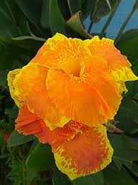 Butterflies love their bright orange blooms. Canna Plant Wikipedia
