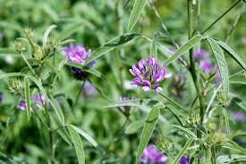 Image result for Psoralea