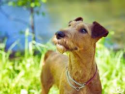 Image result for irský teriér