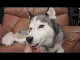 Do Huskies Make Good Guard Dogs Fan Friday 22 Youtube