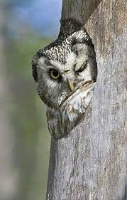 Bird That Sounds Like An Owl In The Morning Owl Mr Owl Looks Like He Just Woke Up Actually He Resembles What I Look Like In The Morning Owl Owl Pictures Birds