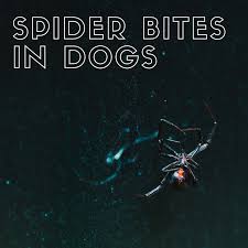 Most bites result in symptoms similar to a bee. The Danger Of Spider Bites To Your Dog With Photos Pethelpful