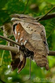 Frogmouth species photo gallerythe large frogmouth (batra. Dulit Frogmouth Animal Database Fandom