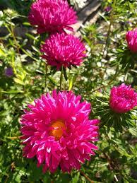 Flowers Aster Red In The Garden Autumn Affiliate Aster Flowers Red Autumn Garden Ad Aster Flower Flower Garden Flowers