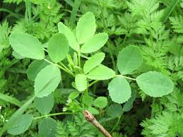 Image result for Croton longipedicellatus