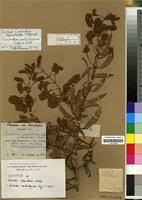 Image result for Combretum xanthothyrsum