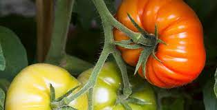 Pour vous assurer une bonne récolte de tomates, il est important que vous ayez une certaine idée de comment les arroser. L Arrosage Des Tomates Comment Faire Promesse De Fleurs