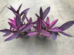 Image result for Tradescantia pallida