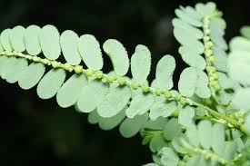 Image result for Phyllanthus fraternus