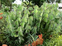 Image result for Euphorbia fortissima
