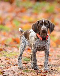 Pointers did not gain widespread popularity until firearms were. German Shorthaired Pointer Pup With Images German Shorthaired Pointer Gsp Dogs German Shorthaired Pointer Dog