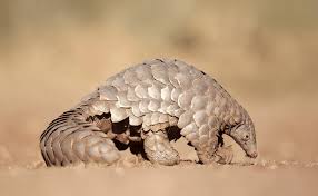 South africa is a prime wildlife destination. Seven Endangered South African Species We Should Protect In 2020