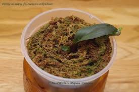 Image result for orchid cuttings