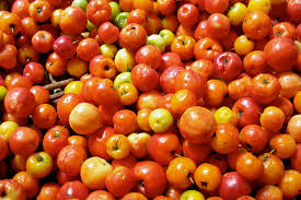 Image result for Malpighia