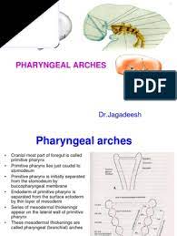 The preotic lateral line nerves include the anterodorsal lateral line nerve (adlln), the anteroventral lateral line nerve (avlln), and the otic lateral line nerve (olln). 21 Pharyngeal Arches Hd Tongue Anatomy